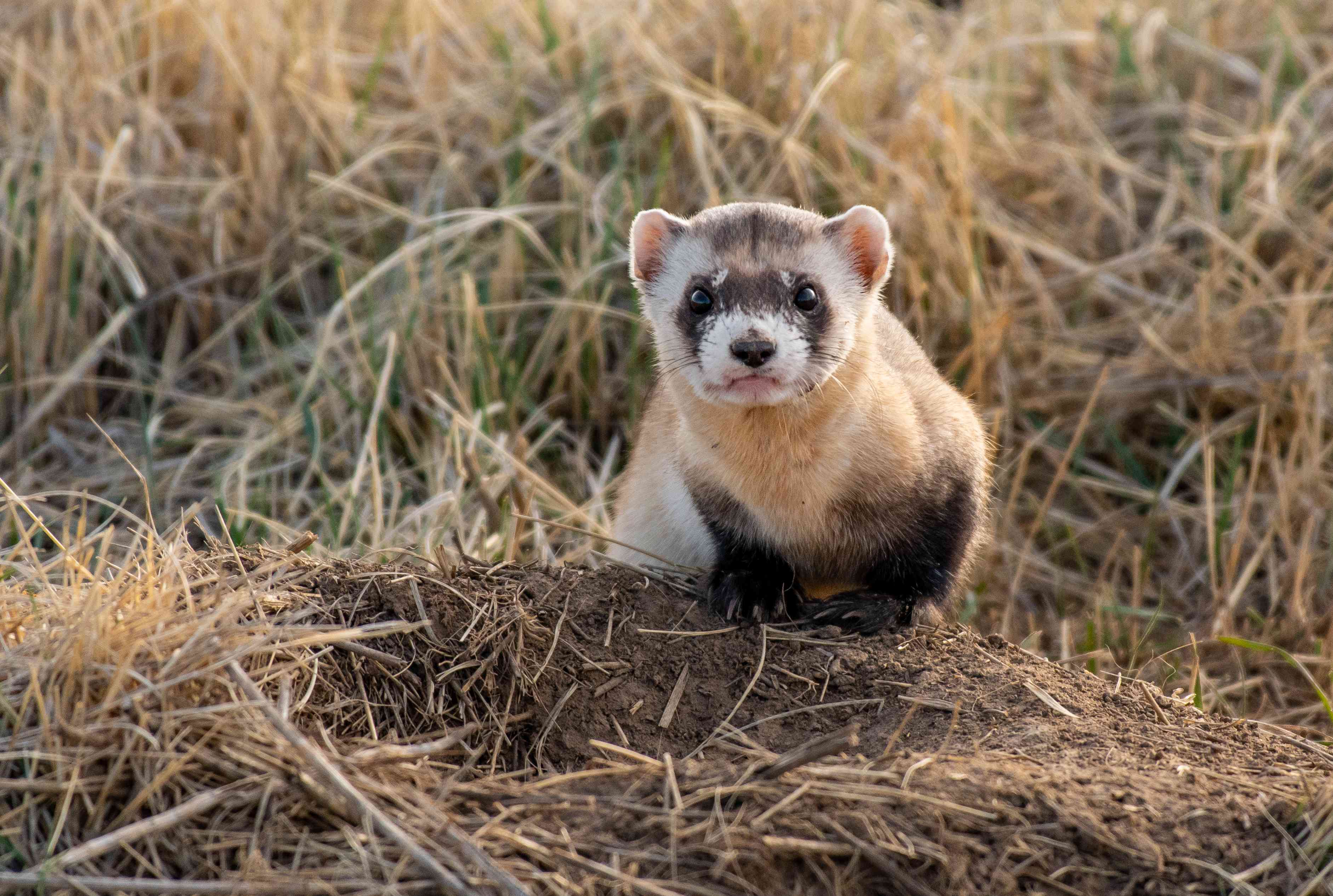 The Endangered Species Act: Summary and Impact