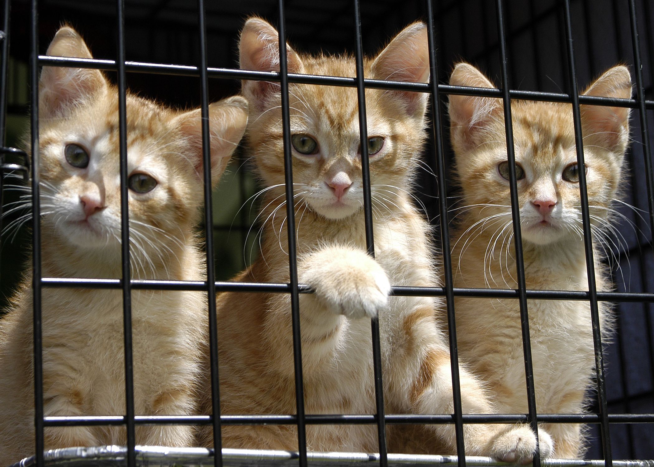 Police Think Outside the (Litter) Box to Help Cats