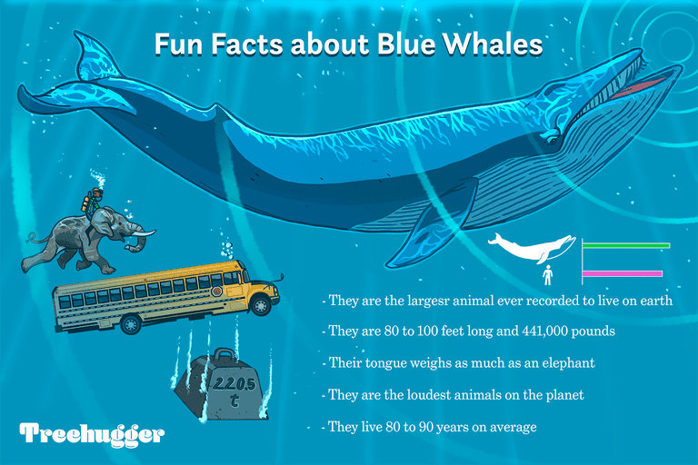 11 Facts About Blue Whales, the Largest Animals Ever on Earth